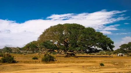 Maun